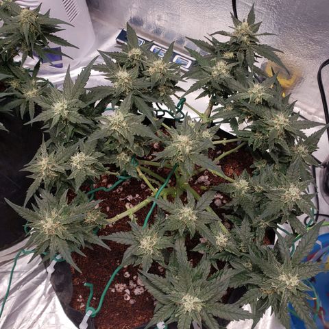 Fast Buds Pineapple Express Plant 2 growlog timeline photo