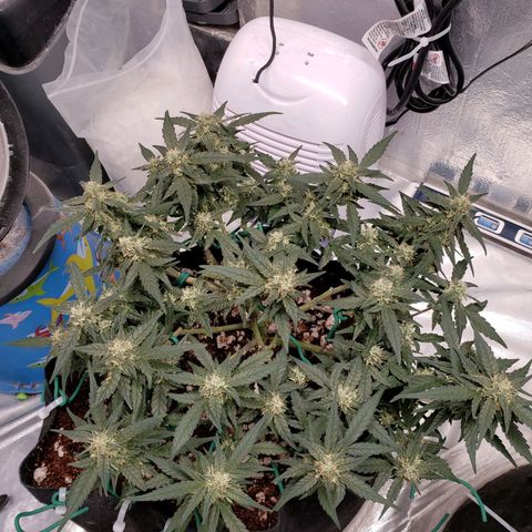 Fast Buds Pineapple Express Plant 1 growlog timeline photo