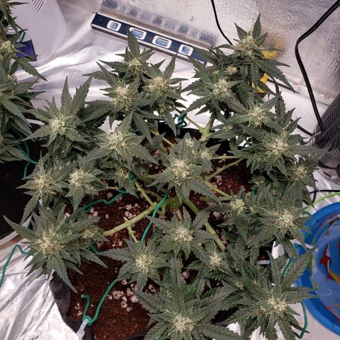 Fast Buds Pineapple Express Plant 2 growlog timeline photo