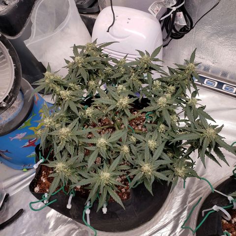 Fast Buds Pineapple Express Plant 1 growlog timeline photo