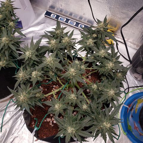 Fast Buds Pineapple Express Plant 2 growlog timeline photo