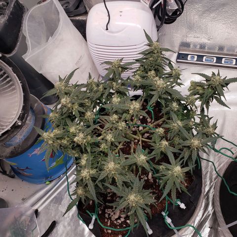 Fast Buds Pineapple Express Plant 1 growlog timeline photo