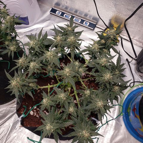 Fast Buds Pineapple Express Plant 2 growlog timeline photo