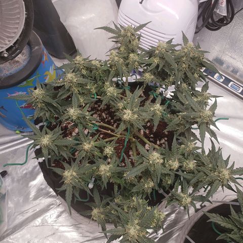 Fast Buds Pineapple Express Plant 1 growlog timeline photo