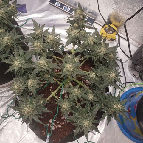 Fast Buds Pineapple Express Plant 2 growlog timeline photo