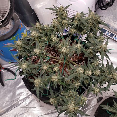 Fast Buds Pineapple Express Plant 1 growlog timeline photo