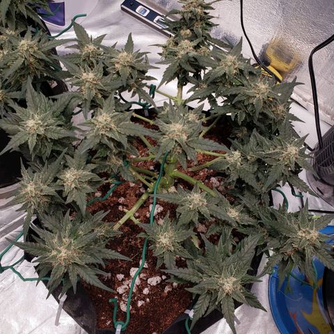 Fast Buds Pineapple Express Plant 2 growlog timeline photo
