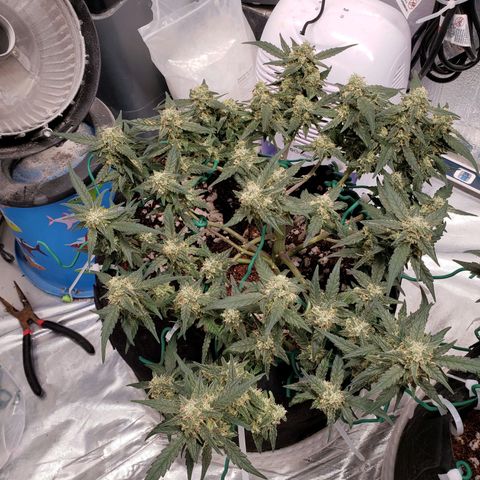 Fast Buds Pineapple Express Plant 1 growlog timeline photo