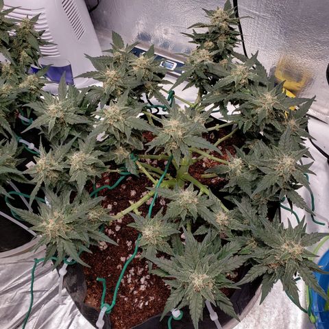 Fast Buds Pineapple Express Plant 2 growlog timeline photo