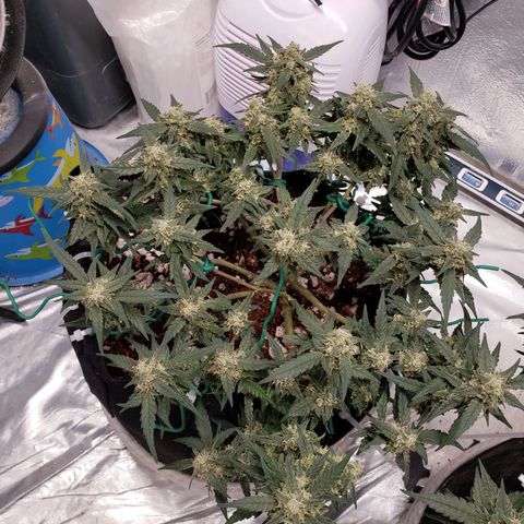 Fast Buds Pineapple Express Plant 1 growlog timeline photo
