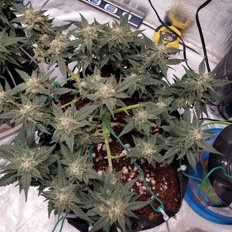 Fast Buds Pineapple Express Plant 2 growlog timeline photo