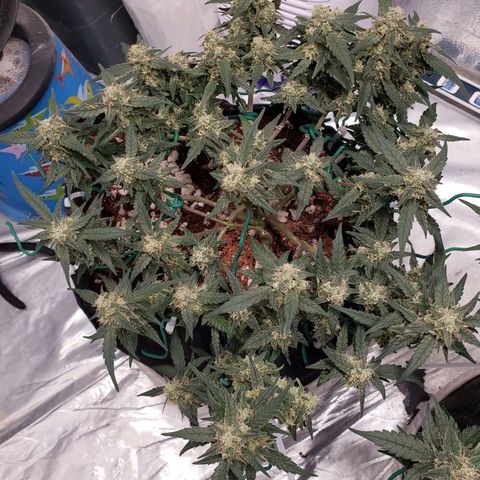 Fast Buds Pineapple Express Plant 1 growlog timeline photo