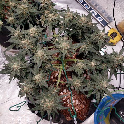 Fast Buds Pineapple Express Plant 2 growlog timeline photo
