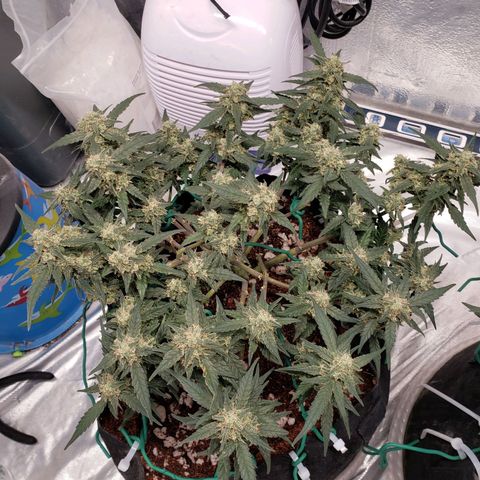 Fast Buds Pineapple Express Plant 1 growlog timeline photo