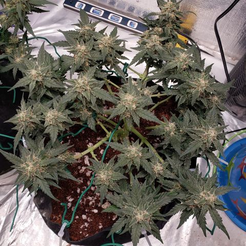 Fast Buds Pineapple Express Plant 2 growlog timeline photo