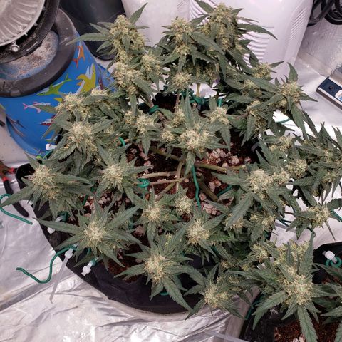 Fast Buds Pineapple Express Plant 1 growlog timeline photo