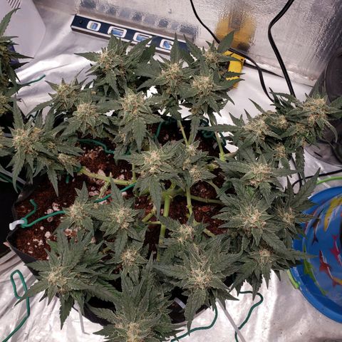 Fast Buds Pineapple Express Plant 2 growlog timeline photo