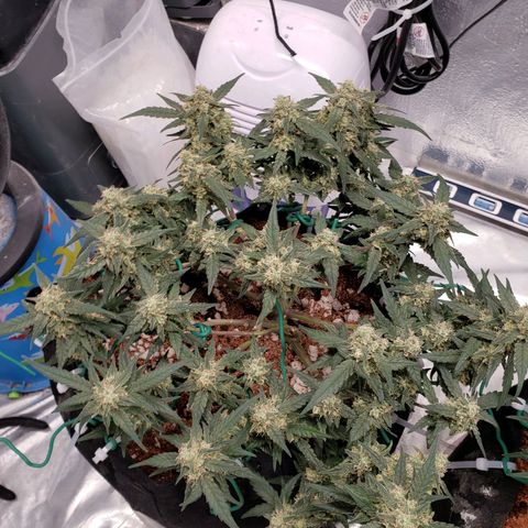 Fast Buds Pineapple Express Plant 1 growlog timeline photo
