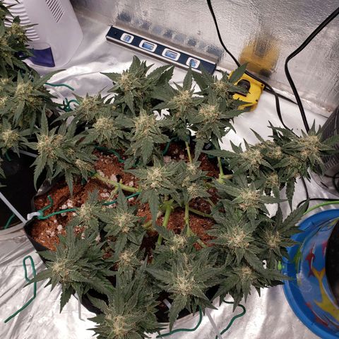 Fast Buds Pineapple Express Plant 2 growlog timeline photo