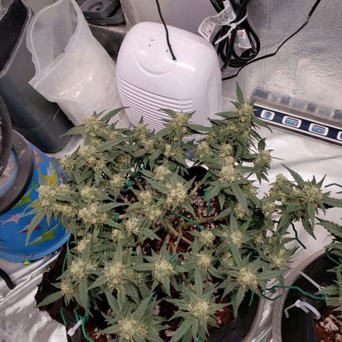 Fast Buds Pineapple Express Plant 1 growlog timeline photo