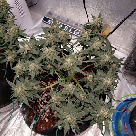 Fast Buds Pineapple Express Plant 2 growlog timeline photo