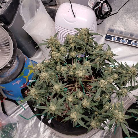Fast Buds Pineapple Express Plant 1 growlog timeline photo
