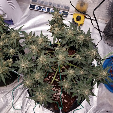 Fast Buds Pineapple Express Plant 2 growlog timeline photo
