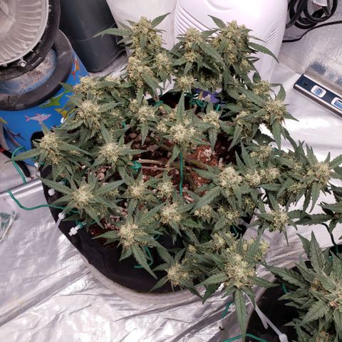 Fast Buds Pineapple Express Plant 1 growlog timeline photo