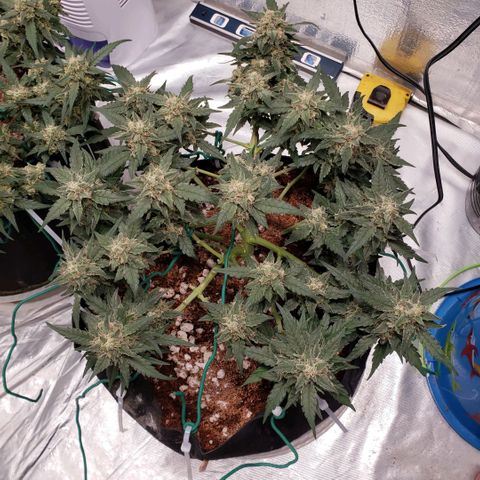 Fast Buds Pineapple Express Plant 2 growlog timeline photo