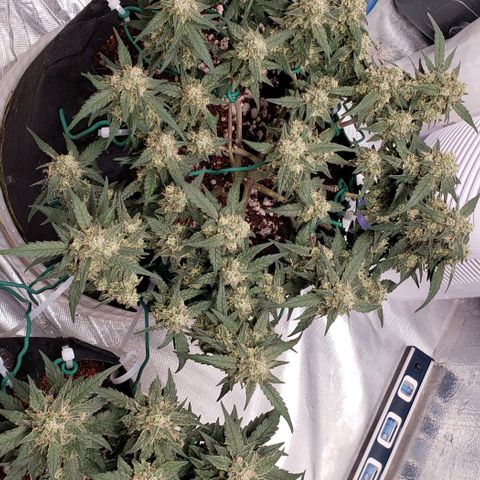 Fast Buds Pineapple Express Plant 1 growlog timeline photo