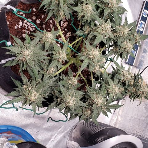 Fast Buds Pineapple Express Plant 2 growlog timeline photo