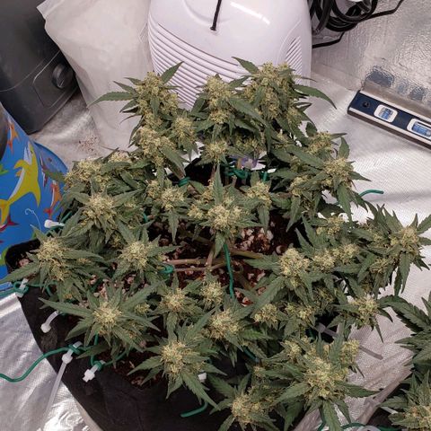 Fast Buds Pineapple Express Plant 1 growlog timeline photo