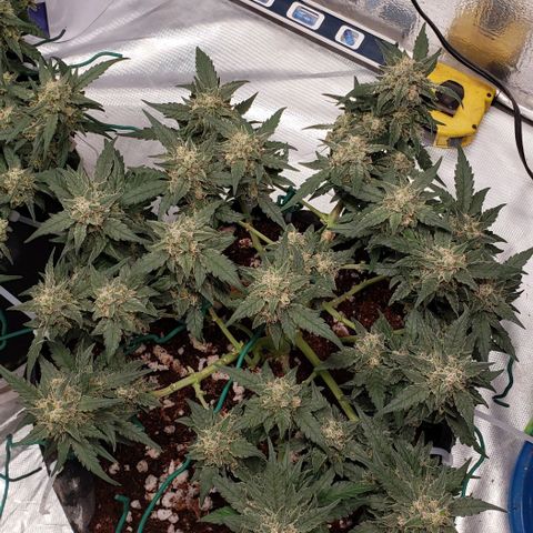 Fast Buds Pineapple Express Plant 2 growlog timeline photo