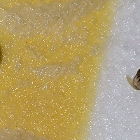 Fast Buds Zkittlez growlog timeline photo