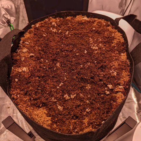 Fast Buds Zkittlez growlog timeline photo