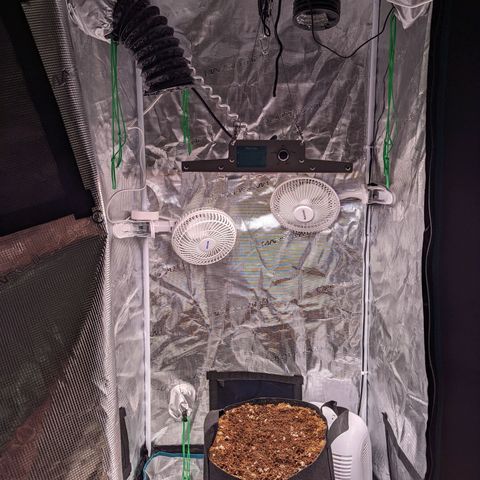 Fast Buds Zkittlez growlog timeline photo