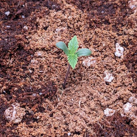 Fast Buds Zkittlez growlog timeline photo