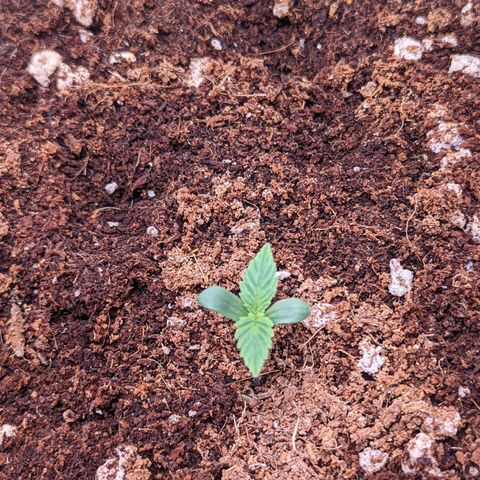 Fast Buds Zkittlez growlog timeline photo