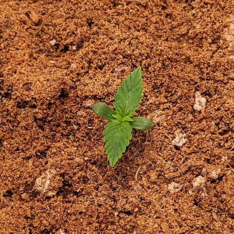 Fast Buds Zkittlez growlog timeline photo