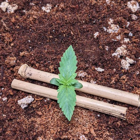 Fast Buds Zkittlez growlog timeline photo