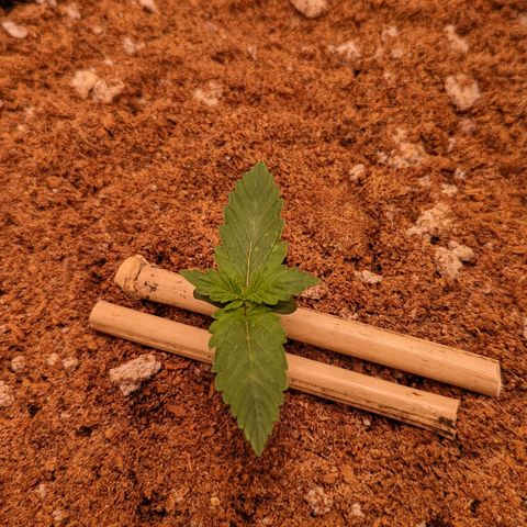 Fast Buds Zkittlez growlog timeline photo