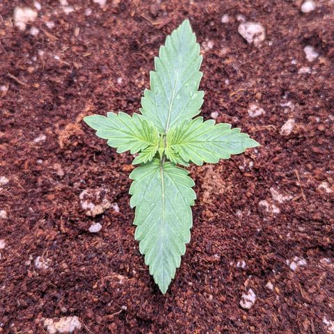 Fast Buds Zkittlez growlog timeline photo