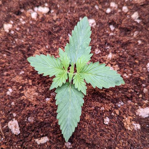 Fast Buds Zkittlez growlog timeline photo
