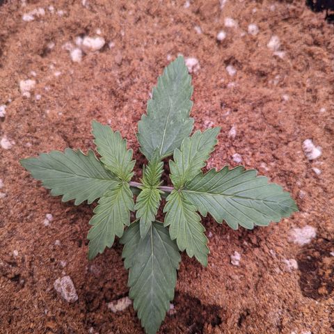 Fast Buds Zkittlez growlog timeline photo