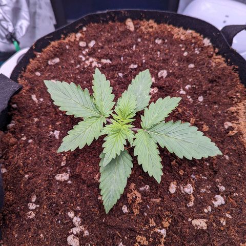 Fast Buds Zkittlez growlog timeline photo