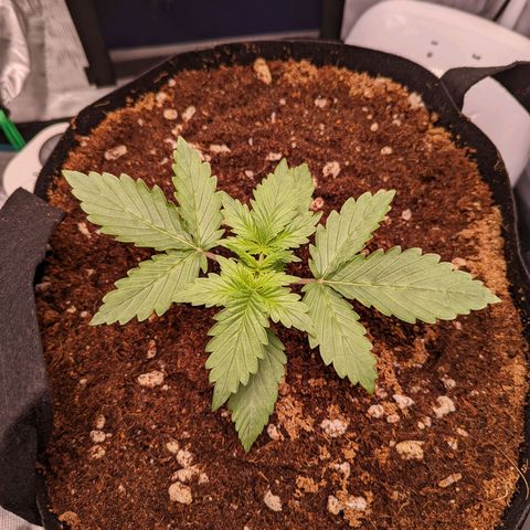 Fast Buds Zkittlez growlog timeline photo