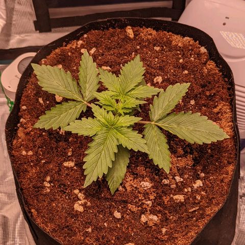 Fast Buds Zkittlez growlog timeline photo