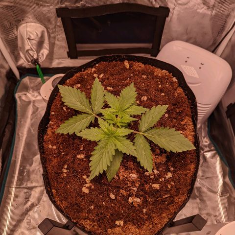 Fast Buds Zkittlez growlog timeline photo