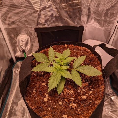 Fast Buds Zkittlez growlog timeline photo