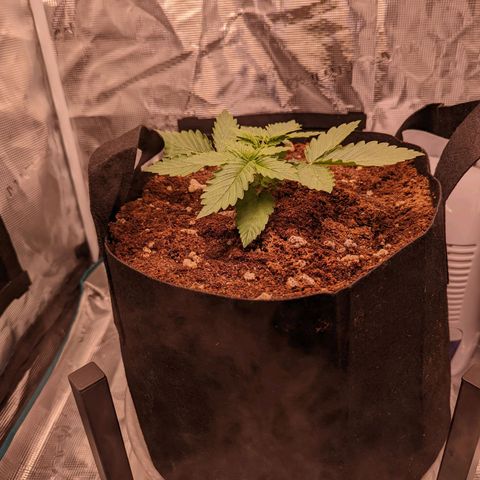 Fast Buds Zkittlez growlog timeline photo